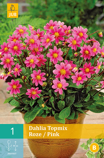 Dahlia Topmix Pink
