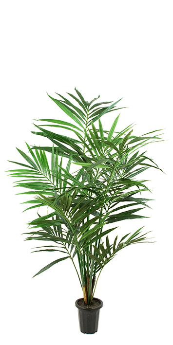 GERVI KENTIA PALM 120CM