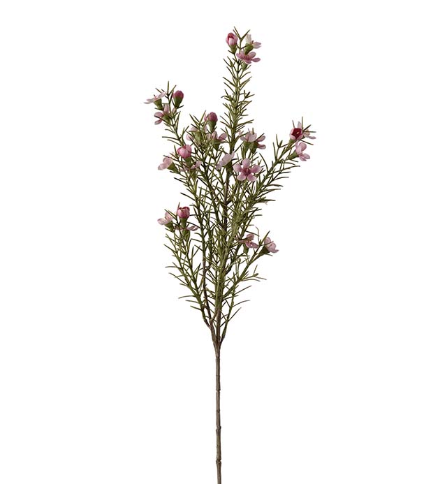 Gervi Vaxblomma 60cm pink