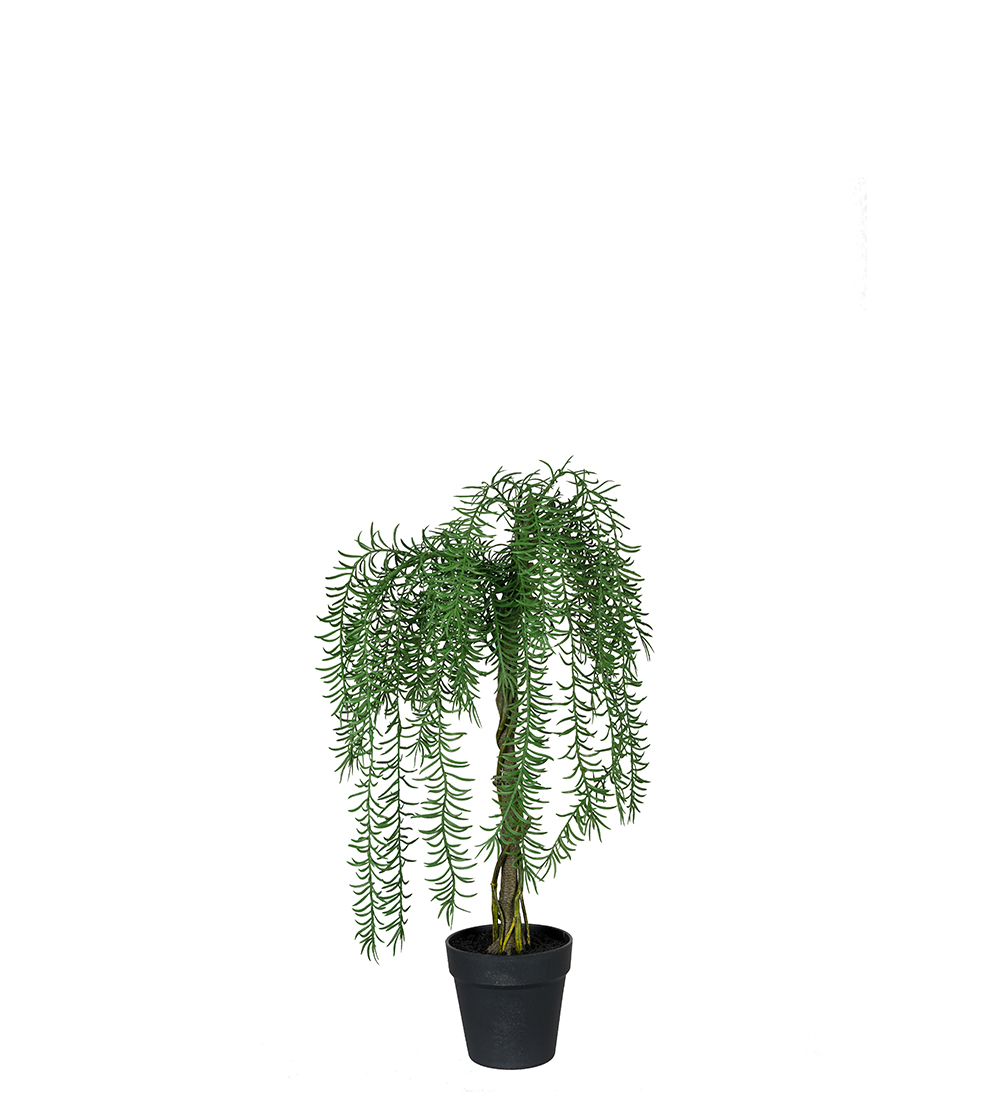 Gervi Succulent/Þykkblöðungur 60cm