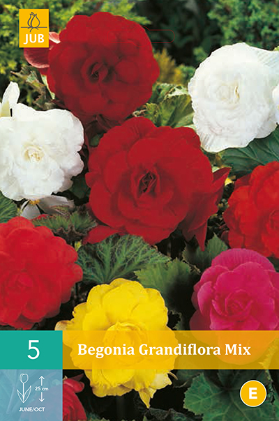 Begonias Grandiflora Mix