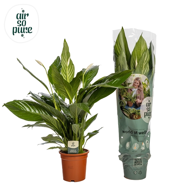 Spathiphyllum wallisii/Friðarlilja Big Cupido í 19cm potti