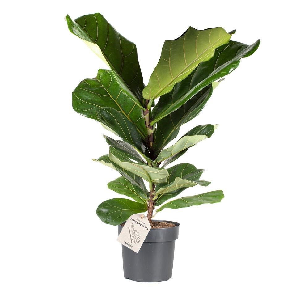 Ficus Lyrata/Fiðlufíkus í 17cm pt.