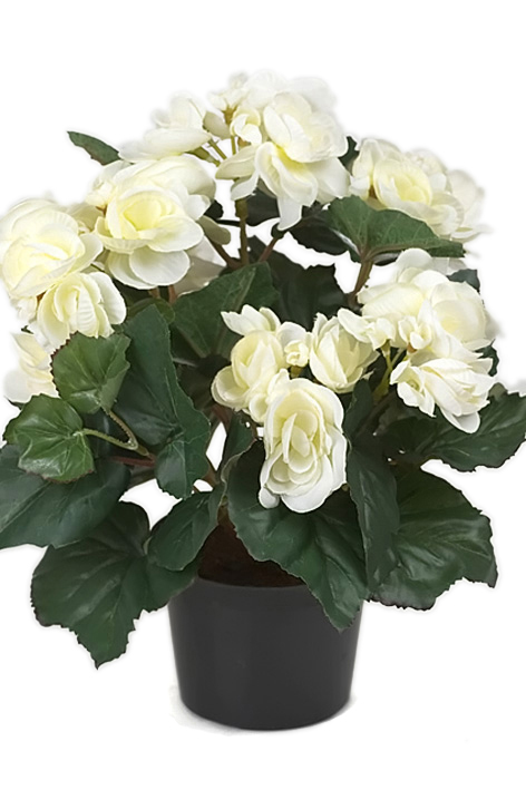 Gervi Begonia hvít í pt. 28cm