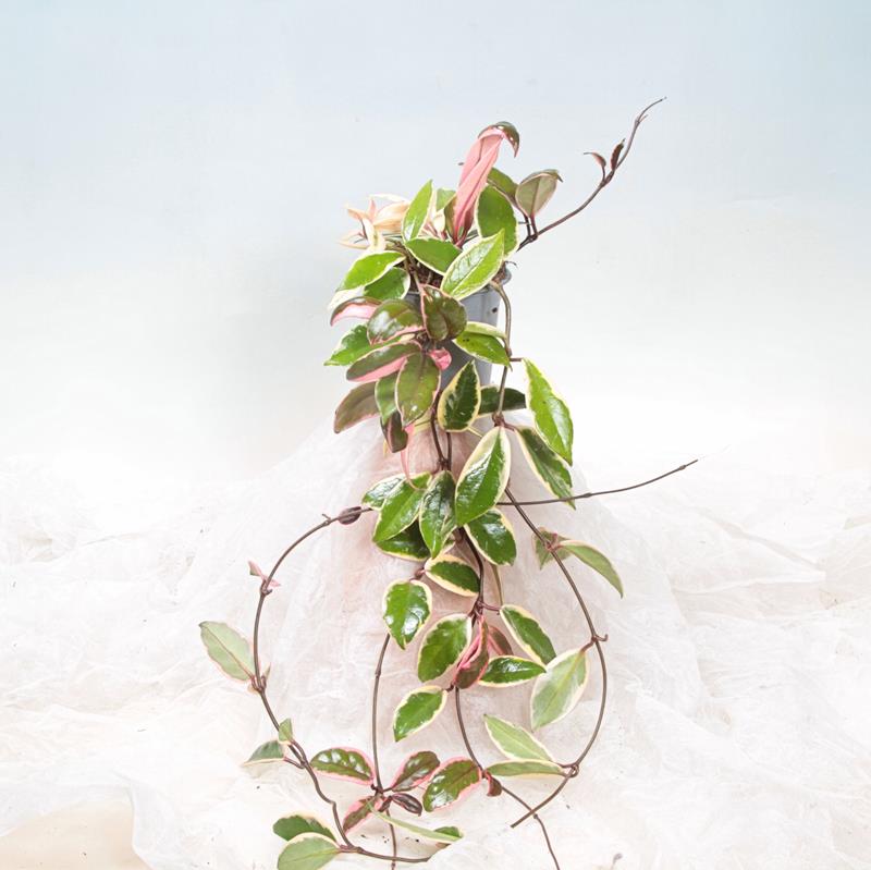 Hoya Carnosa/Kínavaxblóm Flamingo dream í 11cm potti