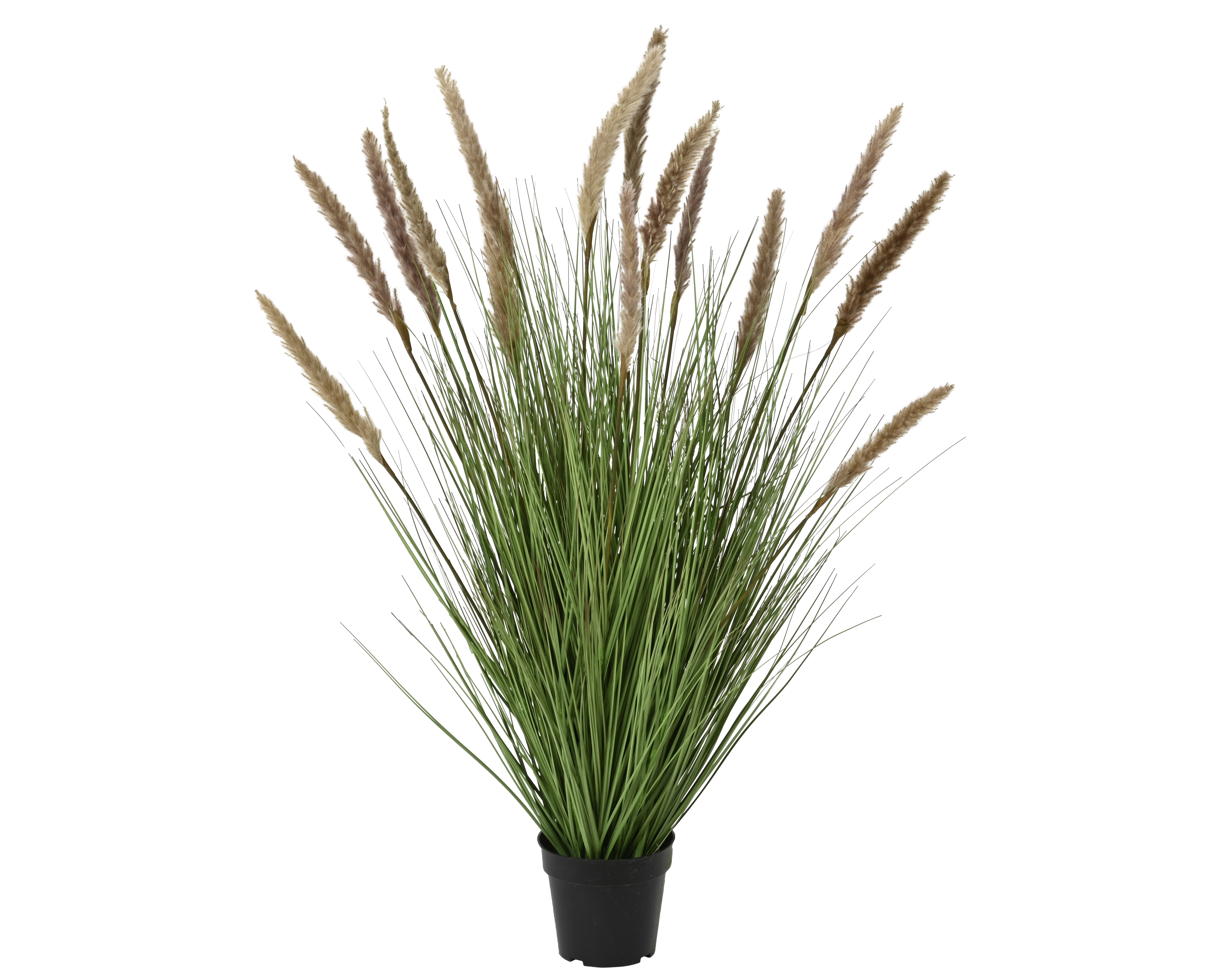 Gervi strá pampus í potti 110cm