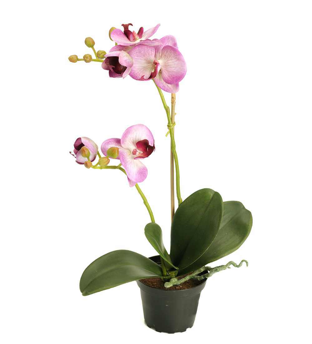 Gervi Phalaenopsis/Orkidea í pt. 45cm