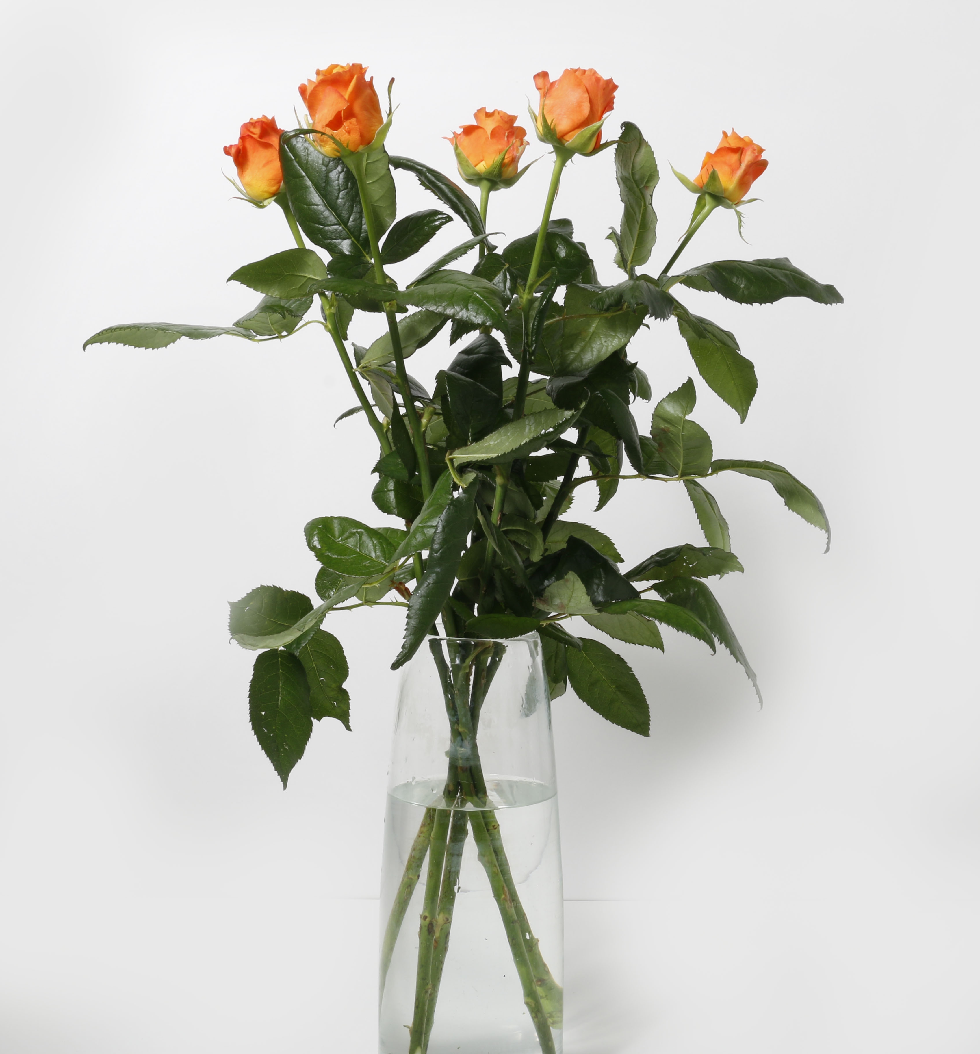 Rósir appelsínugular 60cm 5stk.