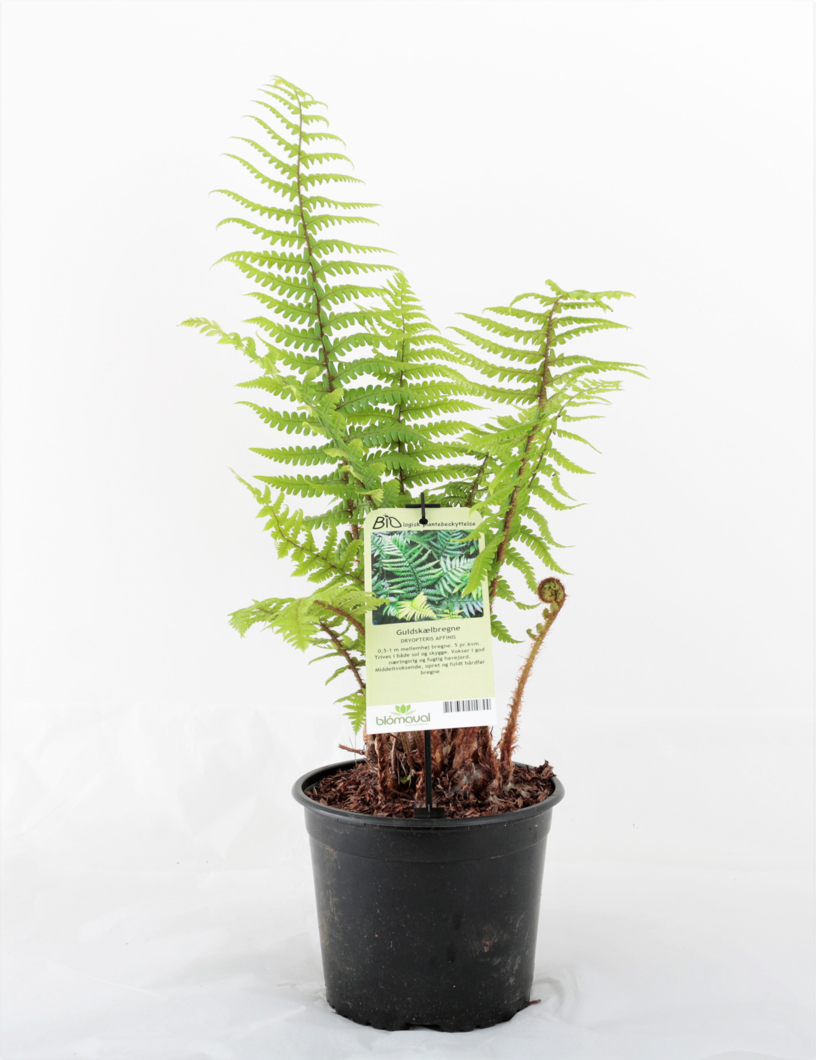 Dryopteris Affinis / Gulldálkur, 15cm pt.