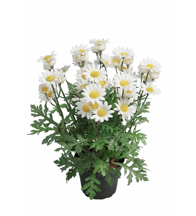 Gervi Margarita 30cm í potti