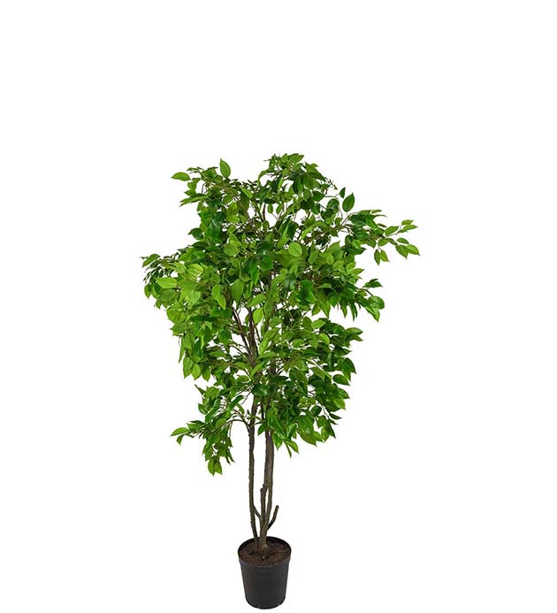 Gervi Fikus Benjamin í potti 210cm