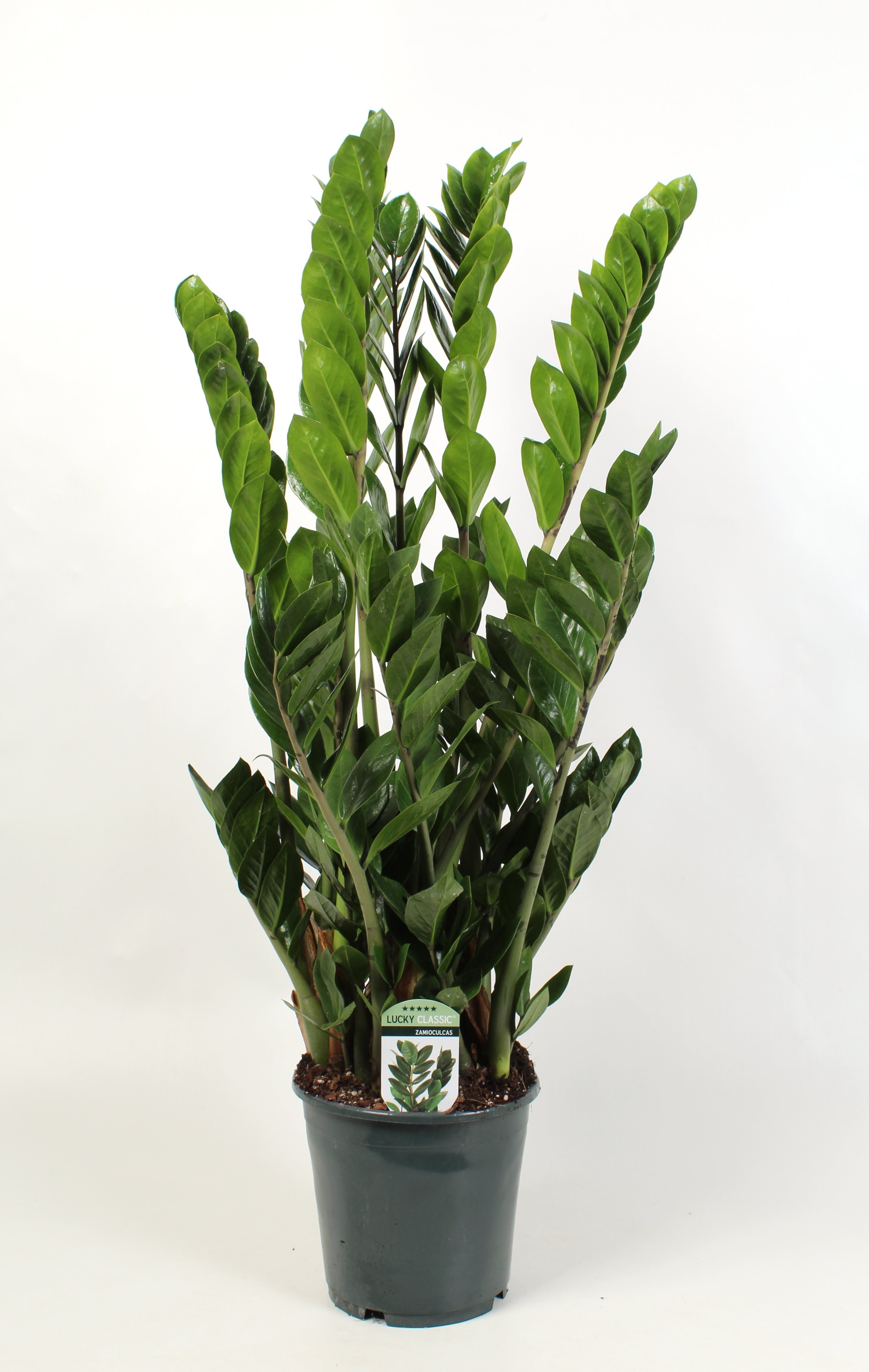 Zamioculcas Zamiifolia/Sómakólfur í 21cm pt.