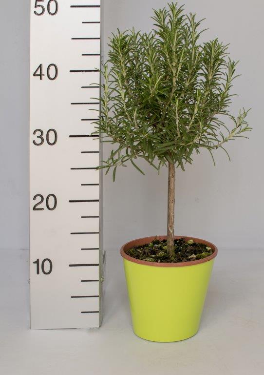 Rosmarinus officianalis/Rósmarín á stofni í 14cm potti