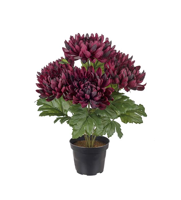 Gervi Chrysanthemum 30cm í potti vínrautt