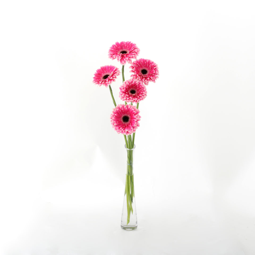 Gerberur bleikar 5stk.