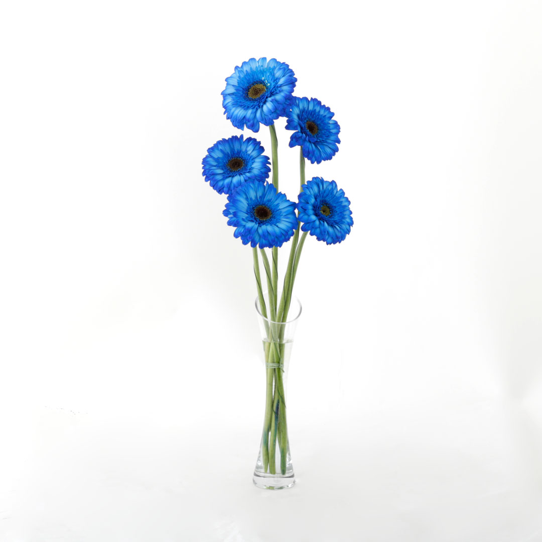 Gerberur bláar 5stk.