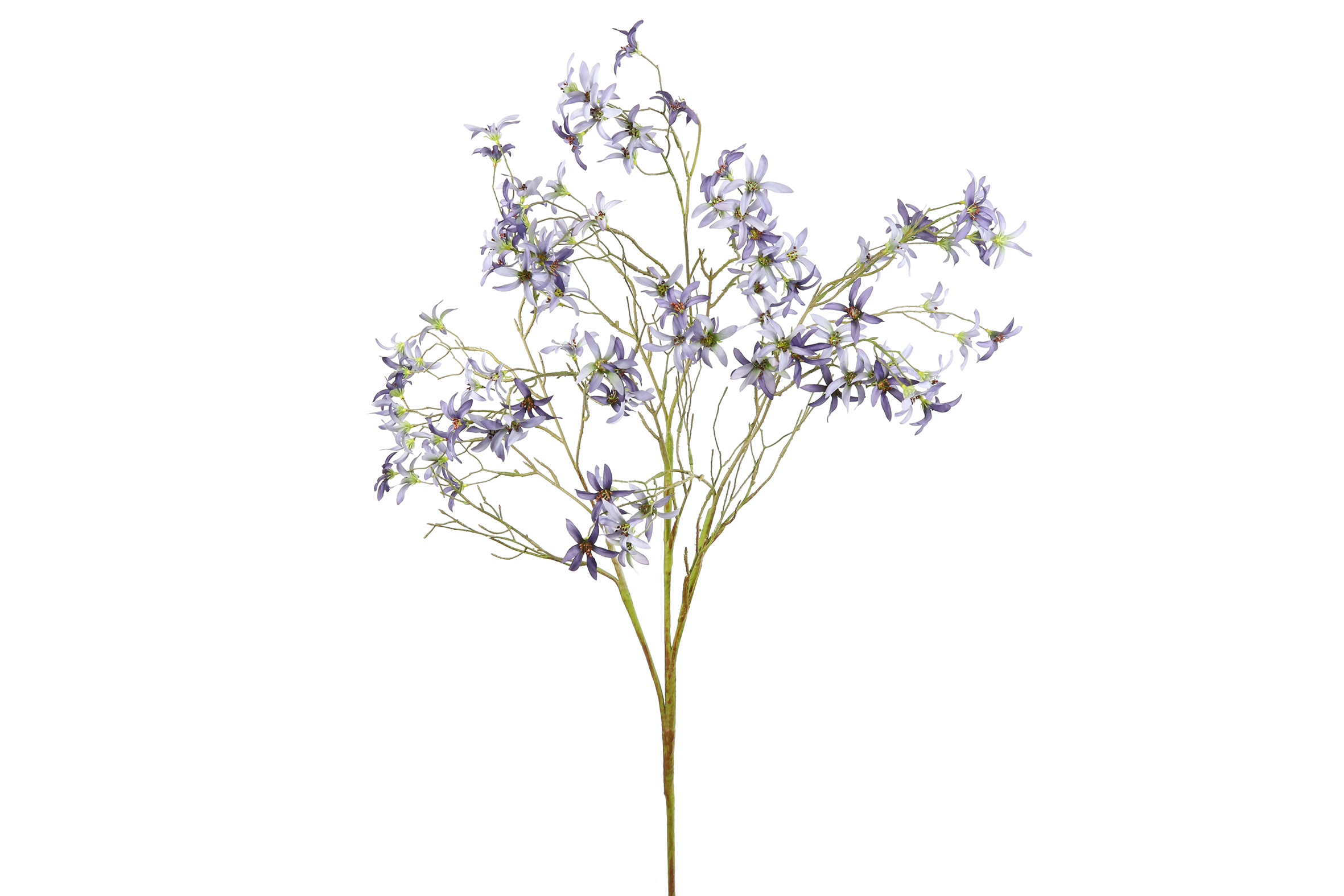 Gervi Magnolia stellata ljós fjólublá