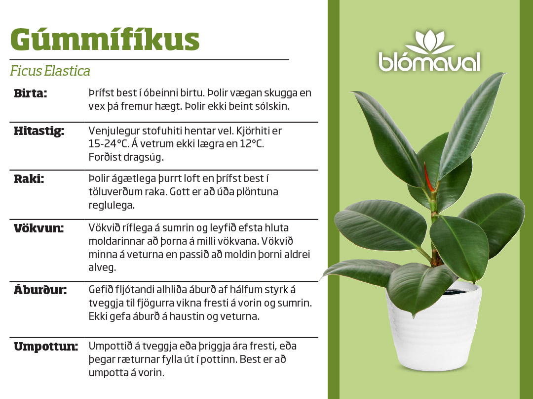 Ficus Elastica/Gúmmífíkus í 12cm pt.