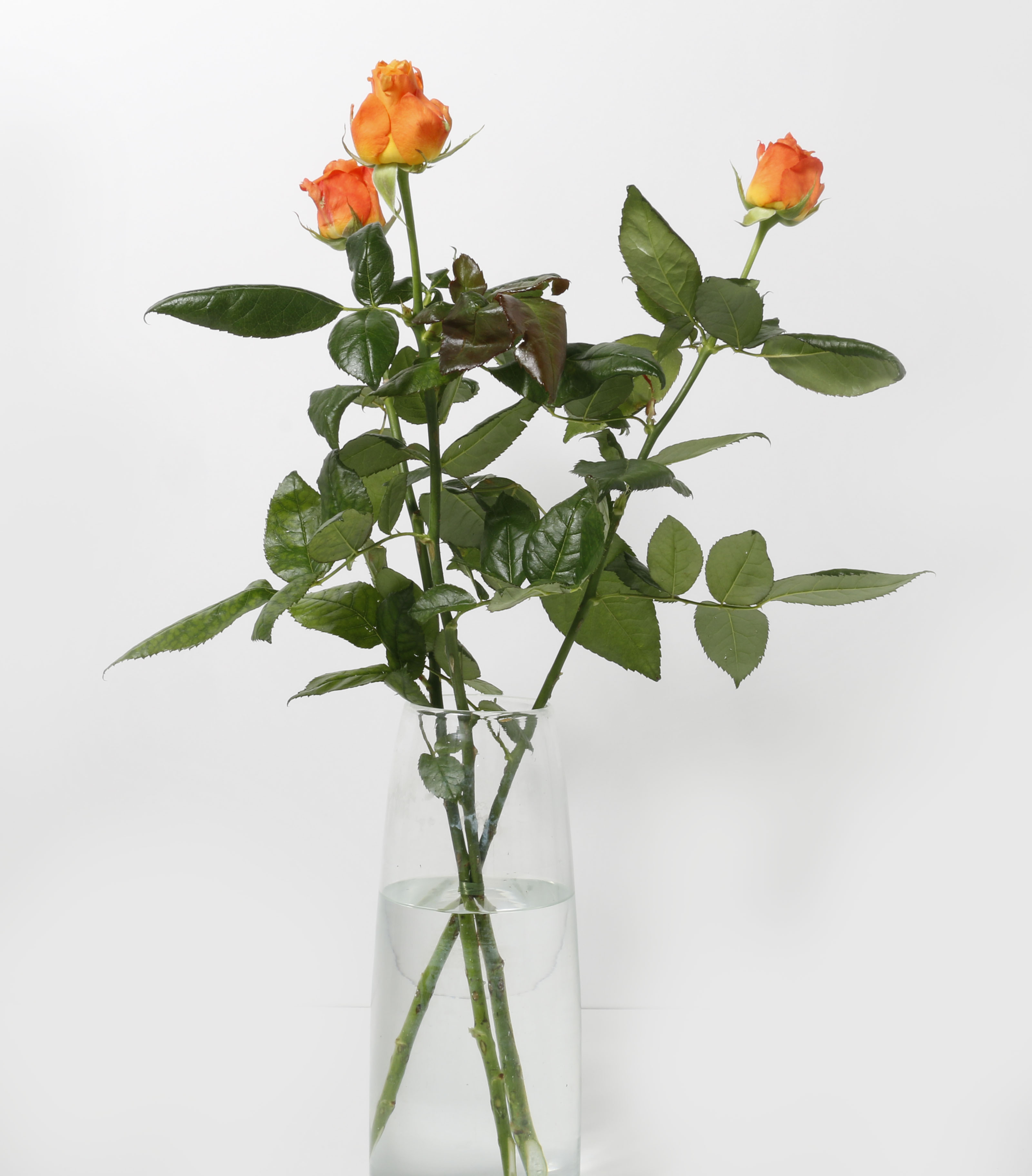 Rósir appelsínugular 60cm 3stk.