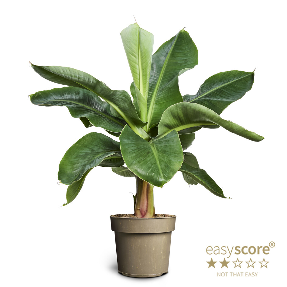 Musa Acuminata/Bananaplanta í 17cm potti