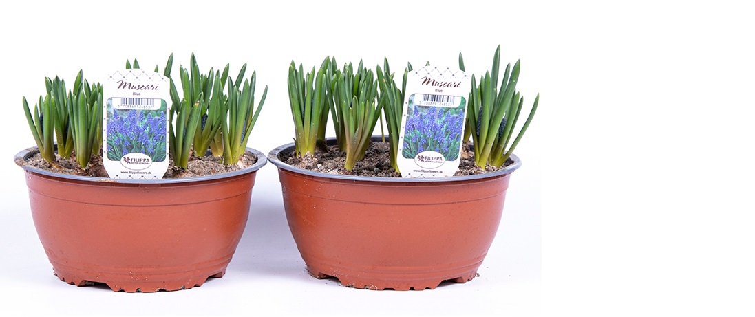 Muscari armeniacum í 19cm potti