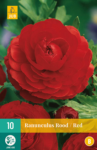 Ranunculus Red VJ 10stk. 6/7