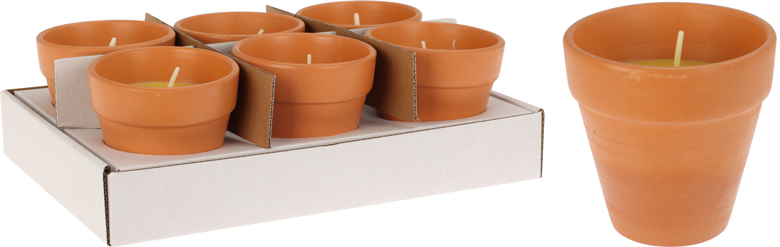 Citronella kerti í potti 9*9cm