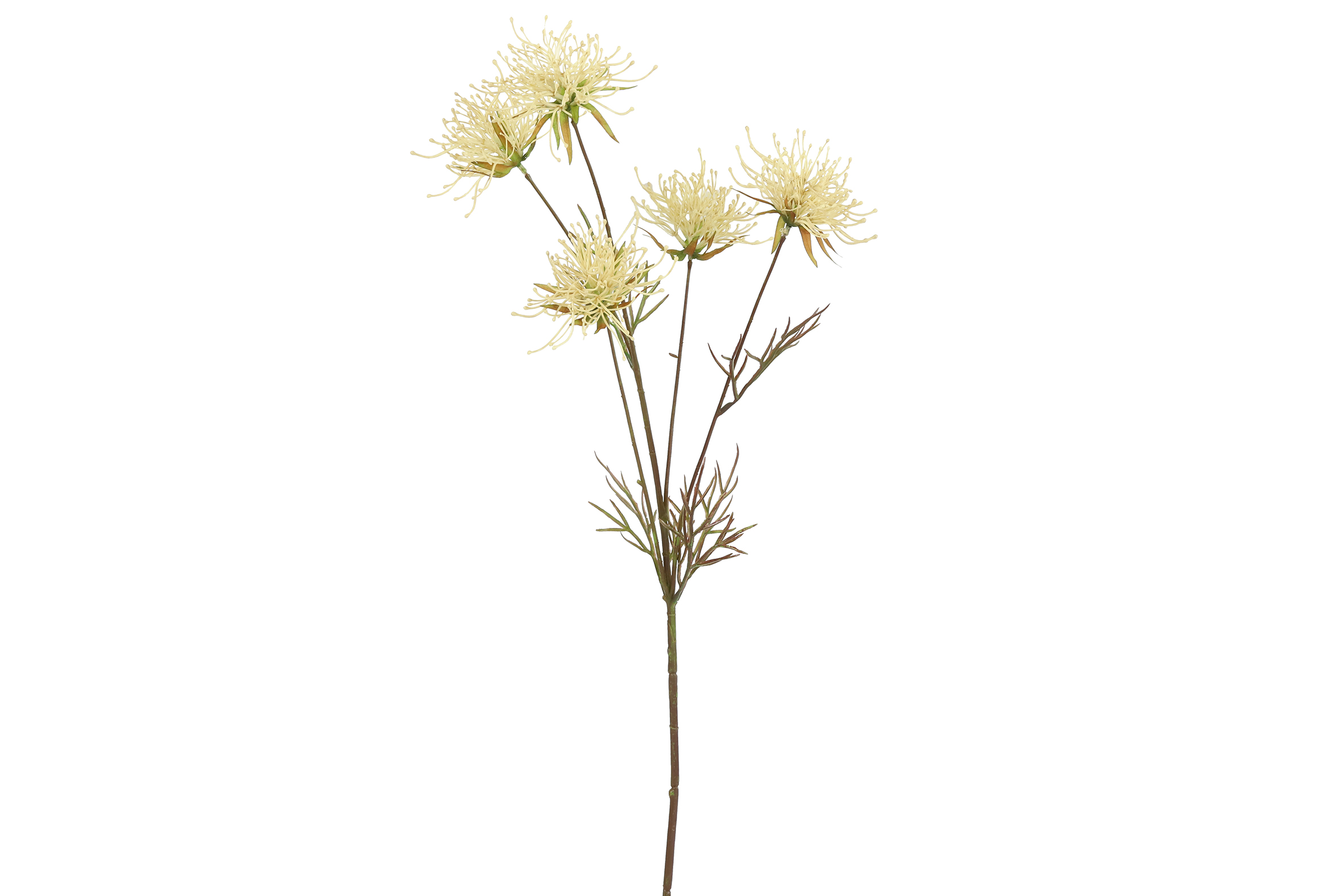 Gervi Hakea 75cm krem litað