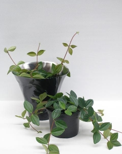 Peperomia Angulata Suro í 12cm potti