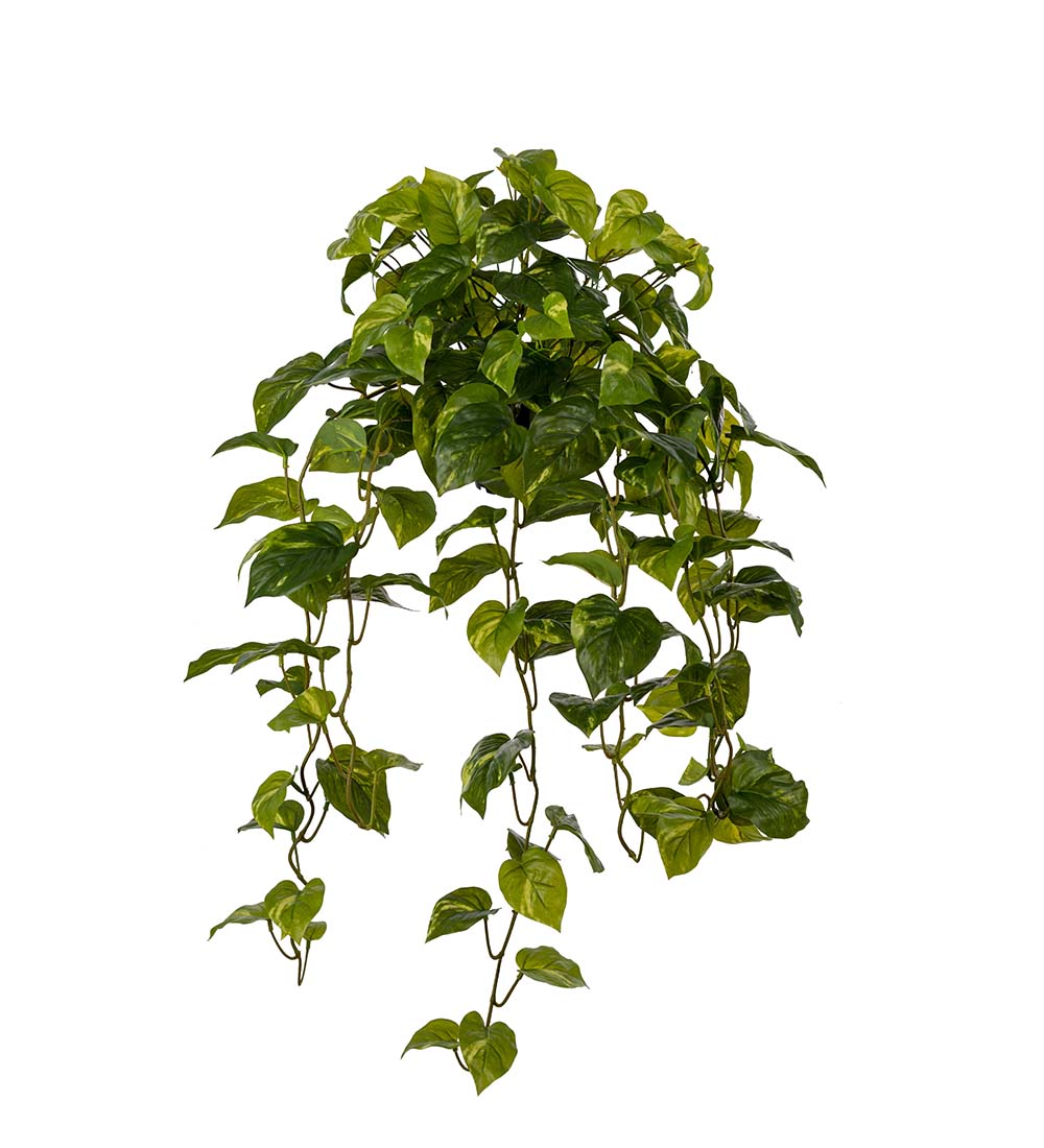 Gervi Epipremnum Aureum/Mánagull 70cm