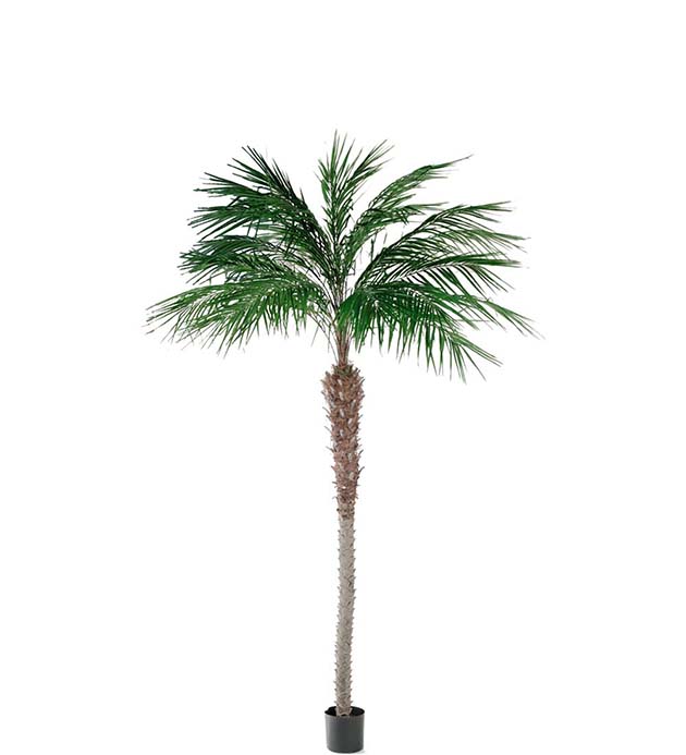 Gervi Phoenix Palm 240cm