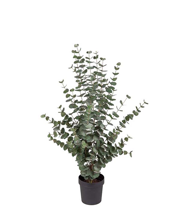 Gervi Eucalyptus í potti 110cm græn