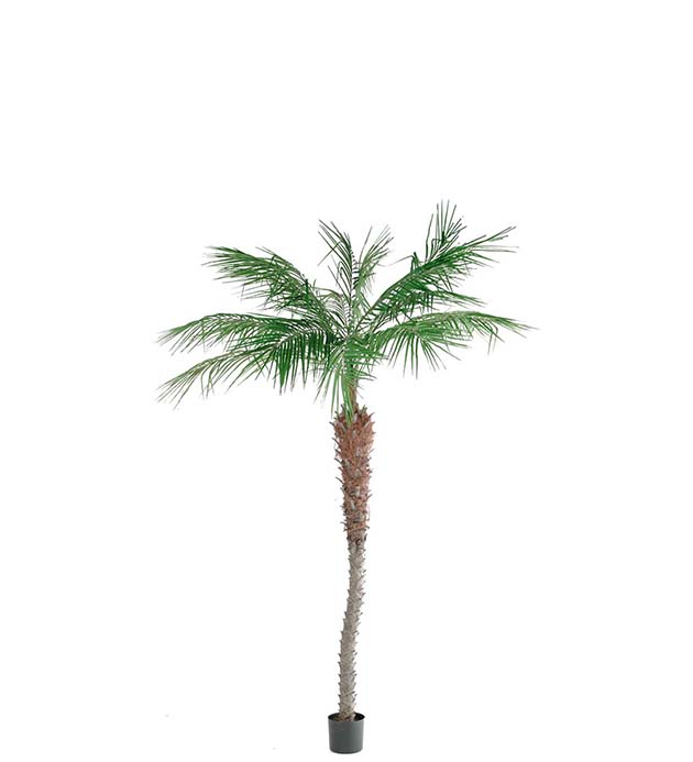 Gervi Phoenix Palm 210cm
