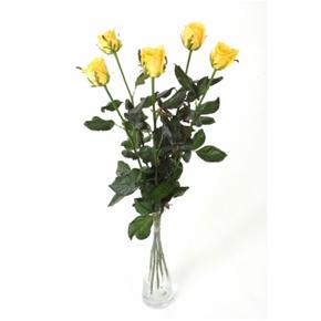 Rósir gular 60cm 5stk.