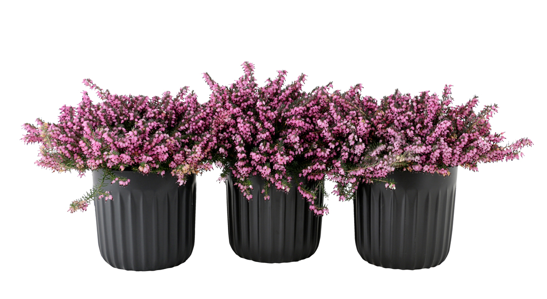 Erika / Calluna 1stk.