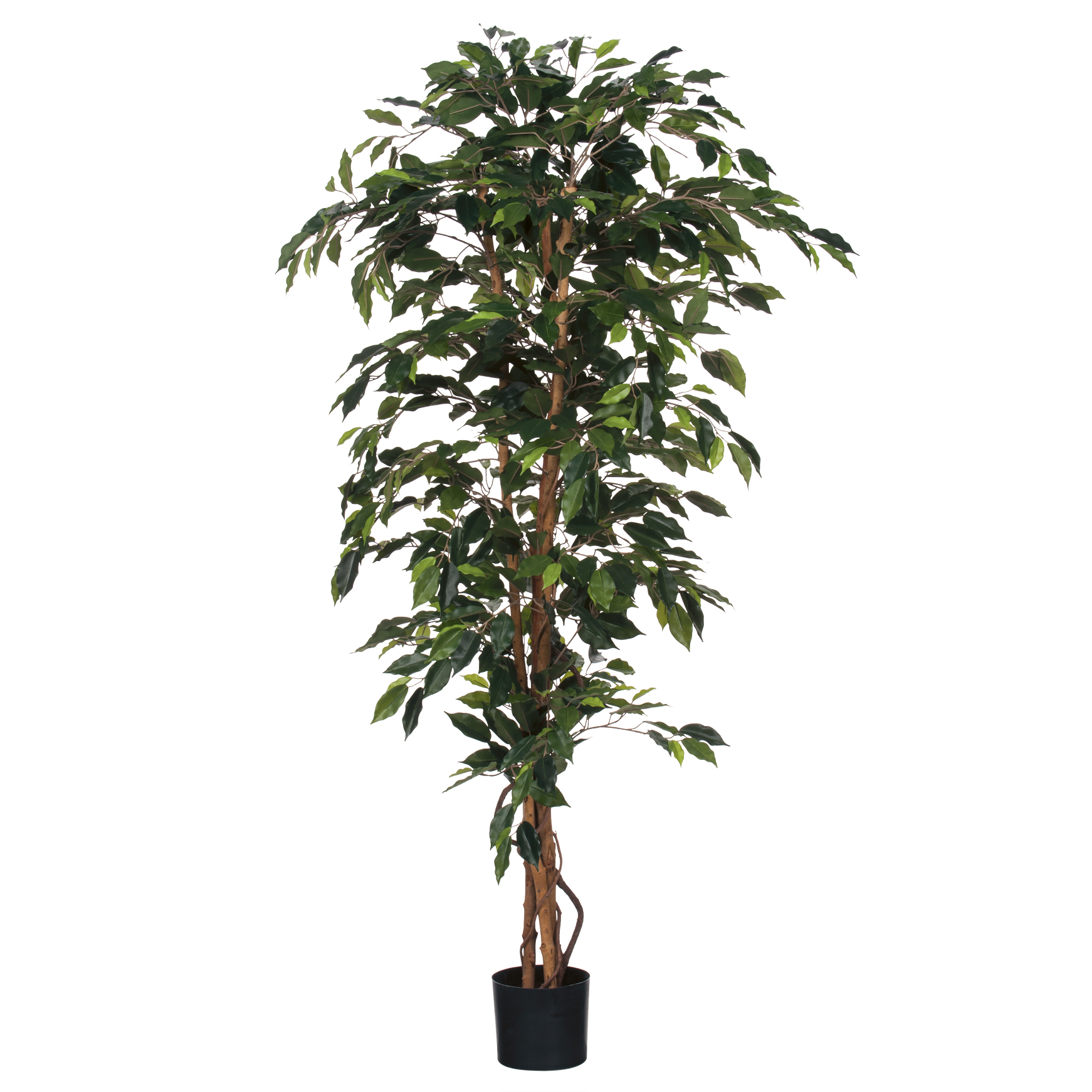 Gervi Ficus 100*h180cm í potti