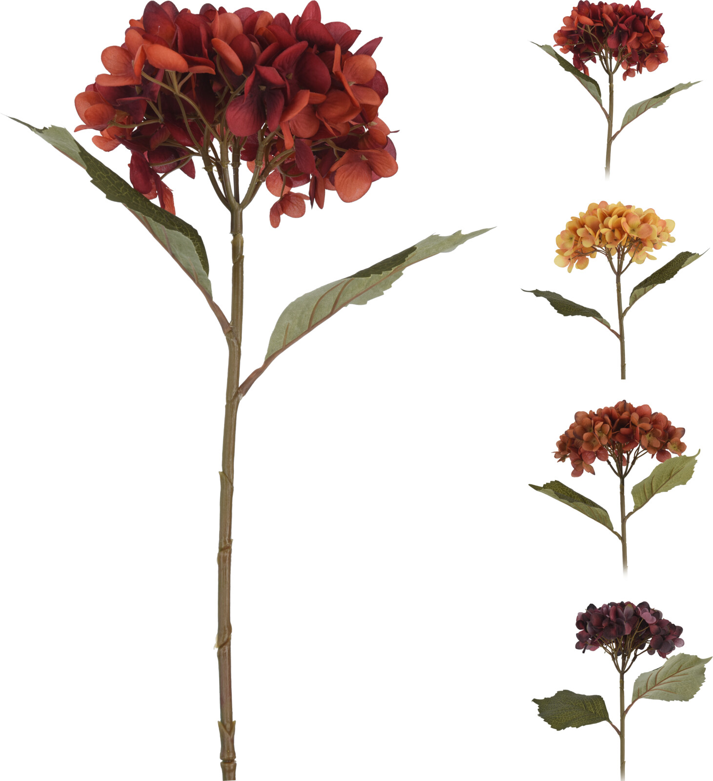 Hortensía 60cm 4 litir