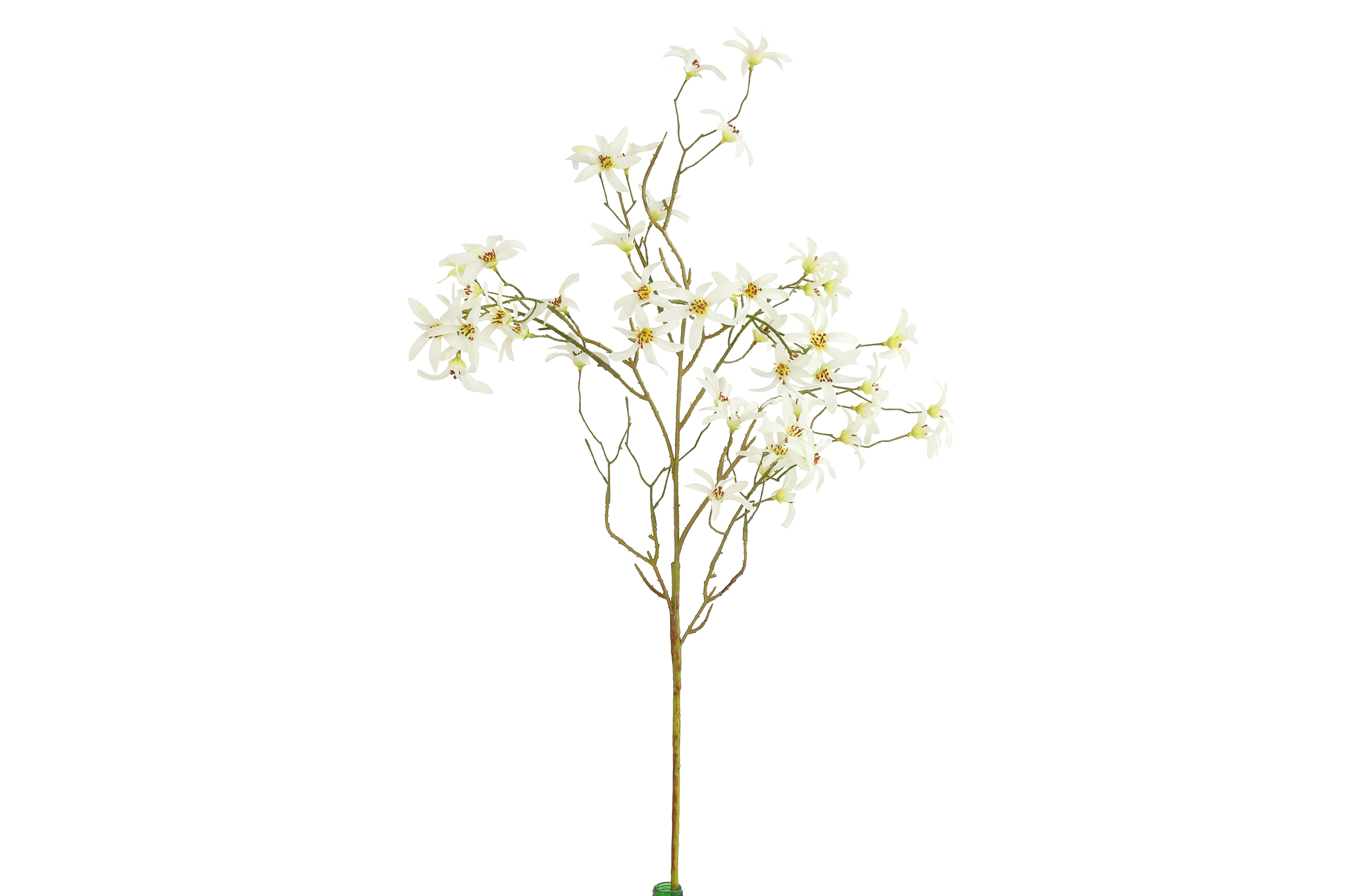 Gervi Magnolia stellata 104cm hvít
