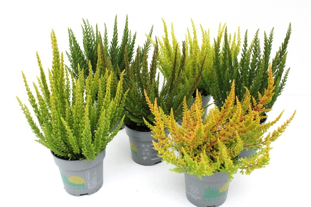 Calluna Vulgaris/Beitilyng 'Skyline' í 11cm pt.
