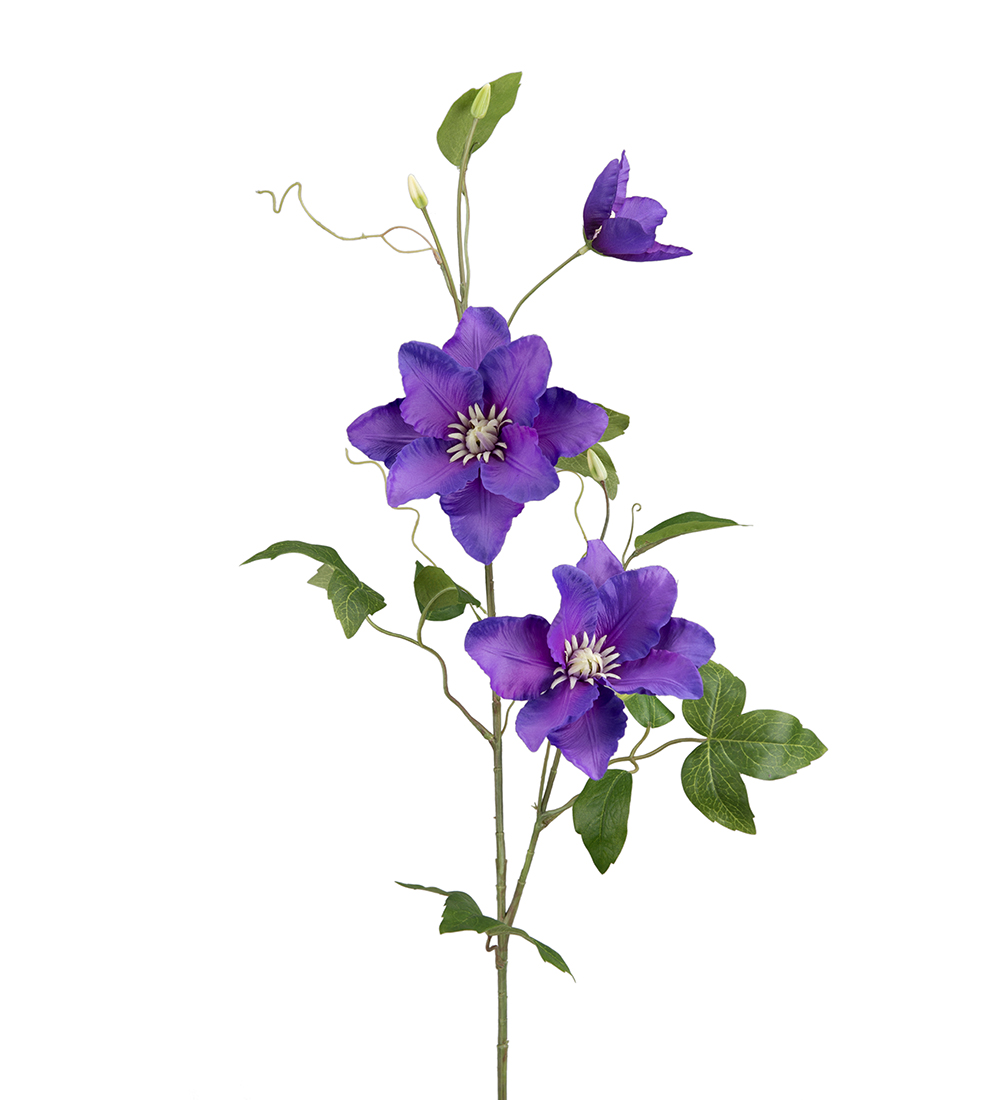 Gerviblóm Clematis 85cm blátt