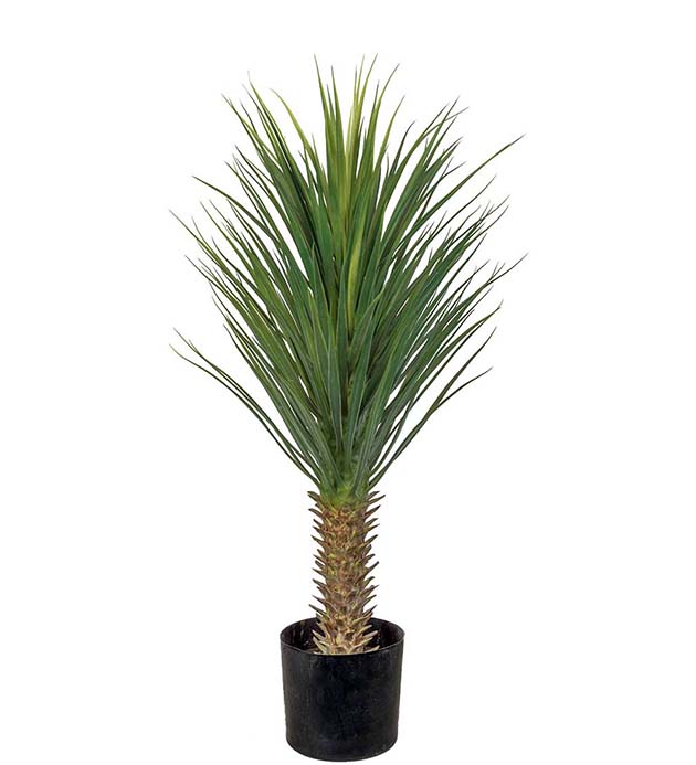 Gervi Yucca Rostrata 100cm