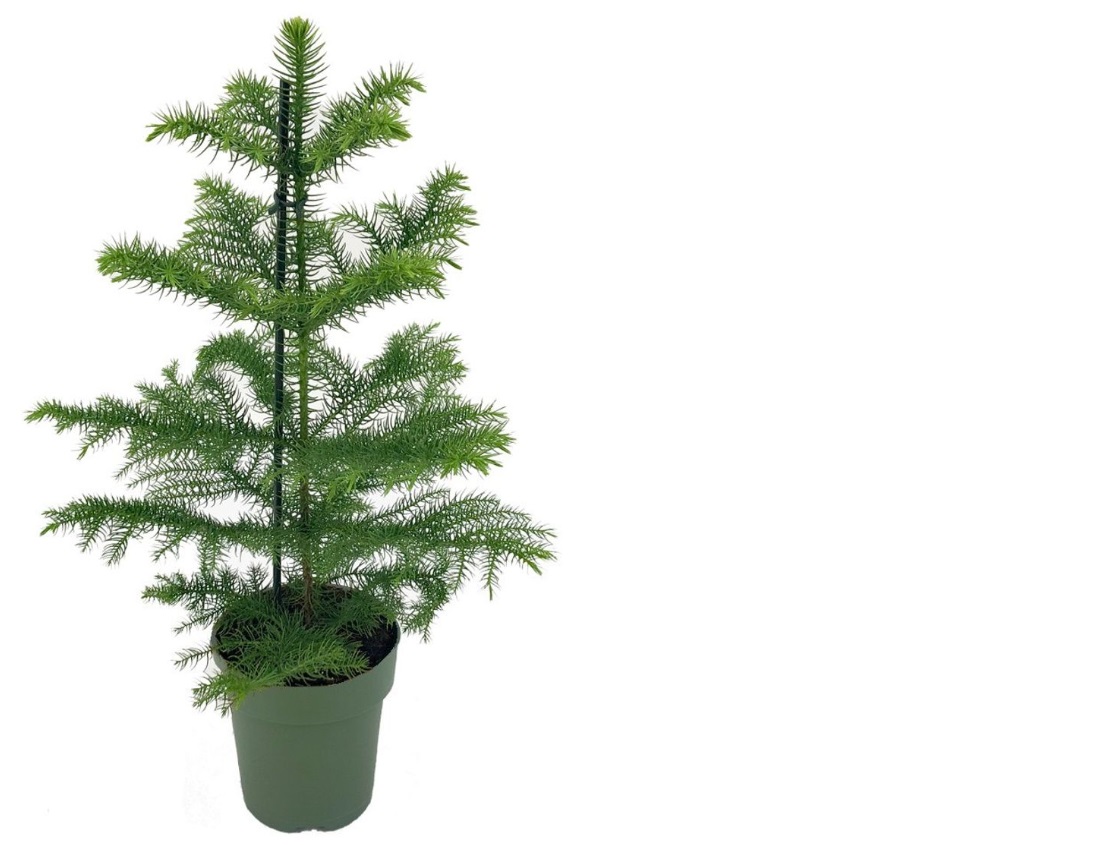 Araucaria Heterophylla/Stofugreni í 14cm pt.