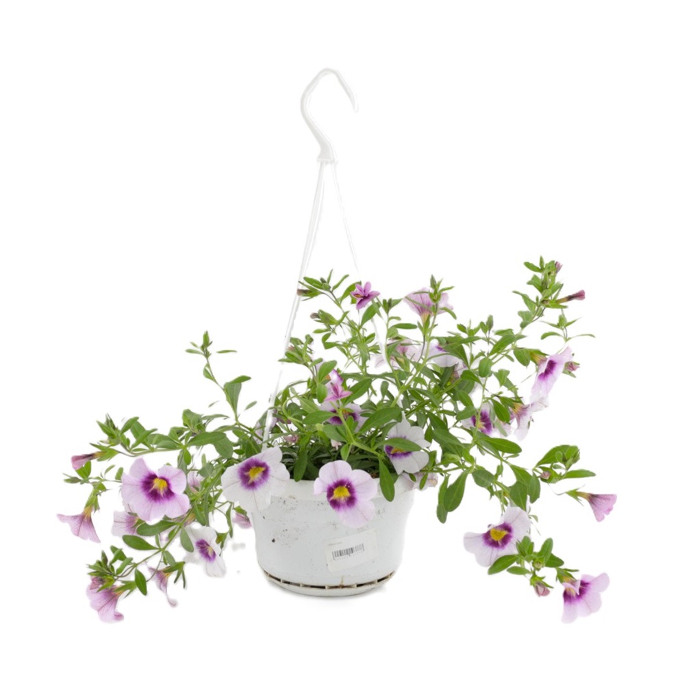 Calibrachoa x Hybrida / Milljónbjöllur