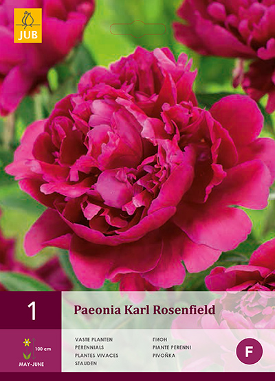 Paeonia Karl Rosenfield 1stk.