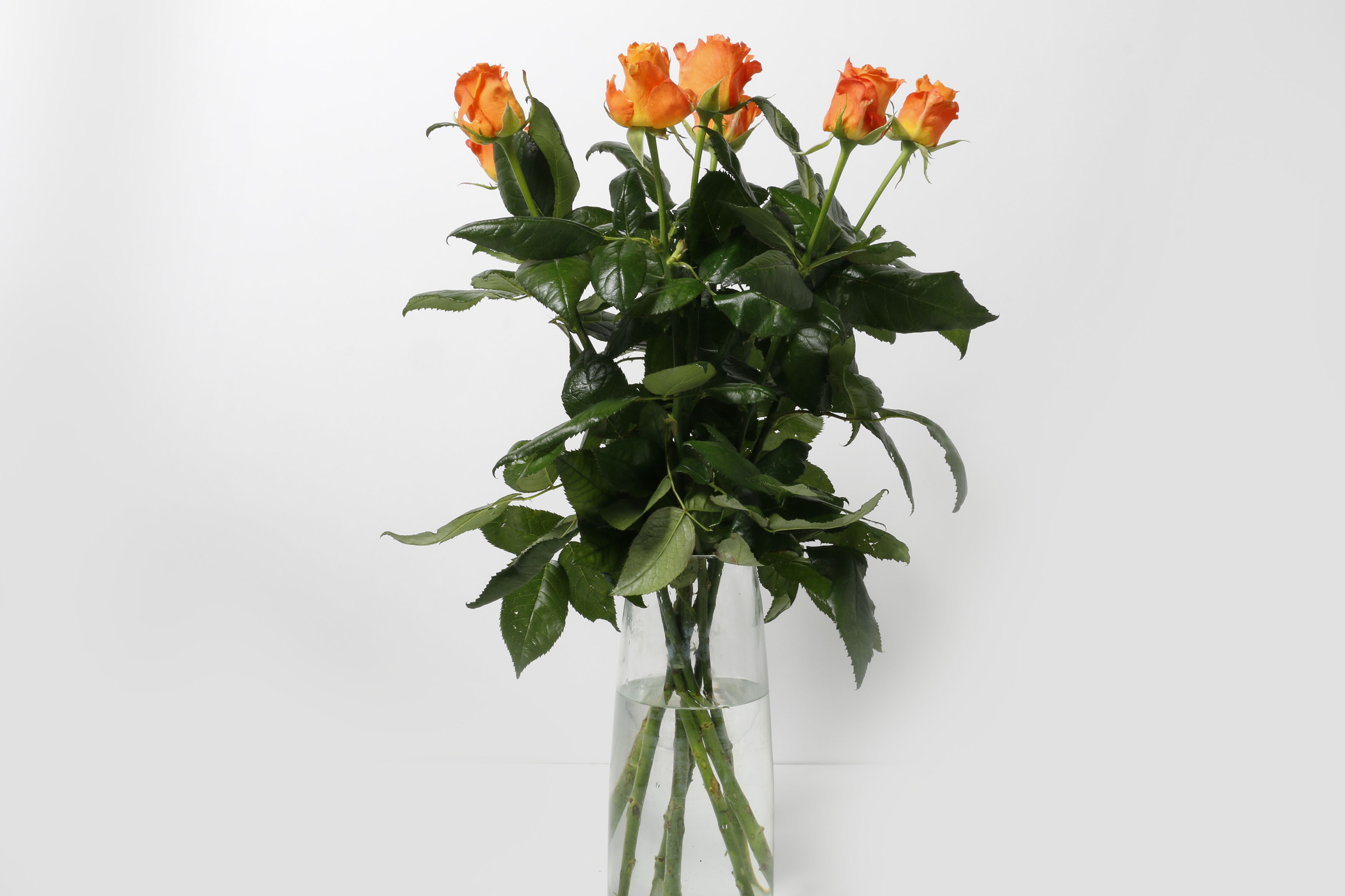 Rósir appelsínugular 60cm 7stk.