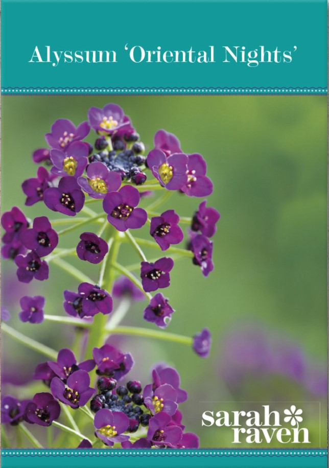Fræ Alyssum Oriental Nights