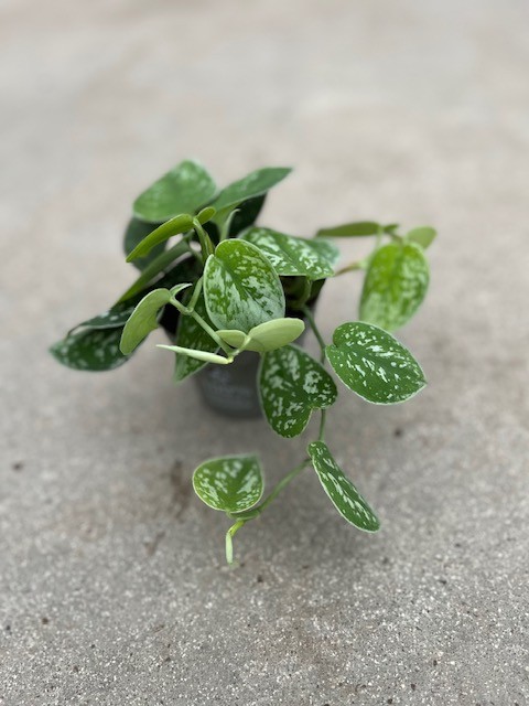 Scindapsus Pictus/Mánasilfur í 10cm potti