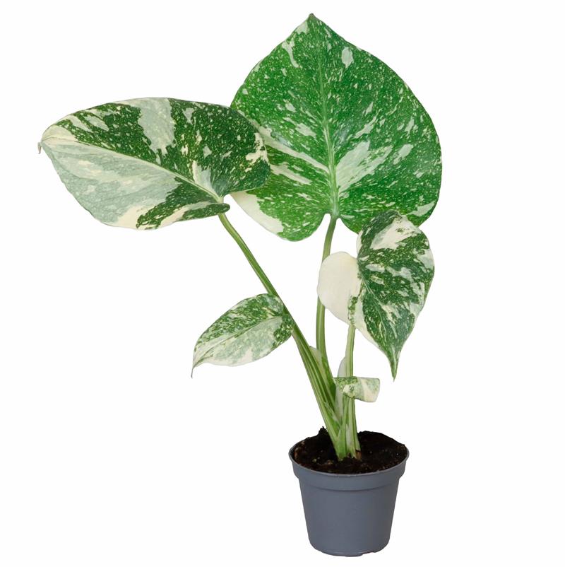 Monstera deliciosa/Rifblaðka Thai Constellati í 6cm potti