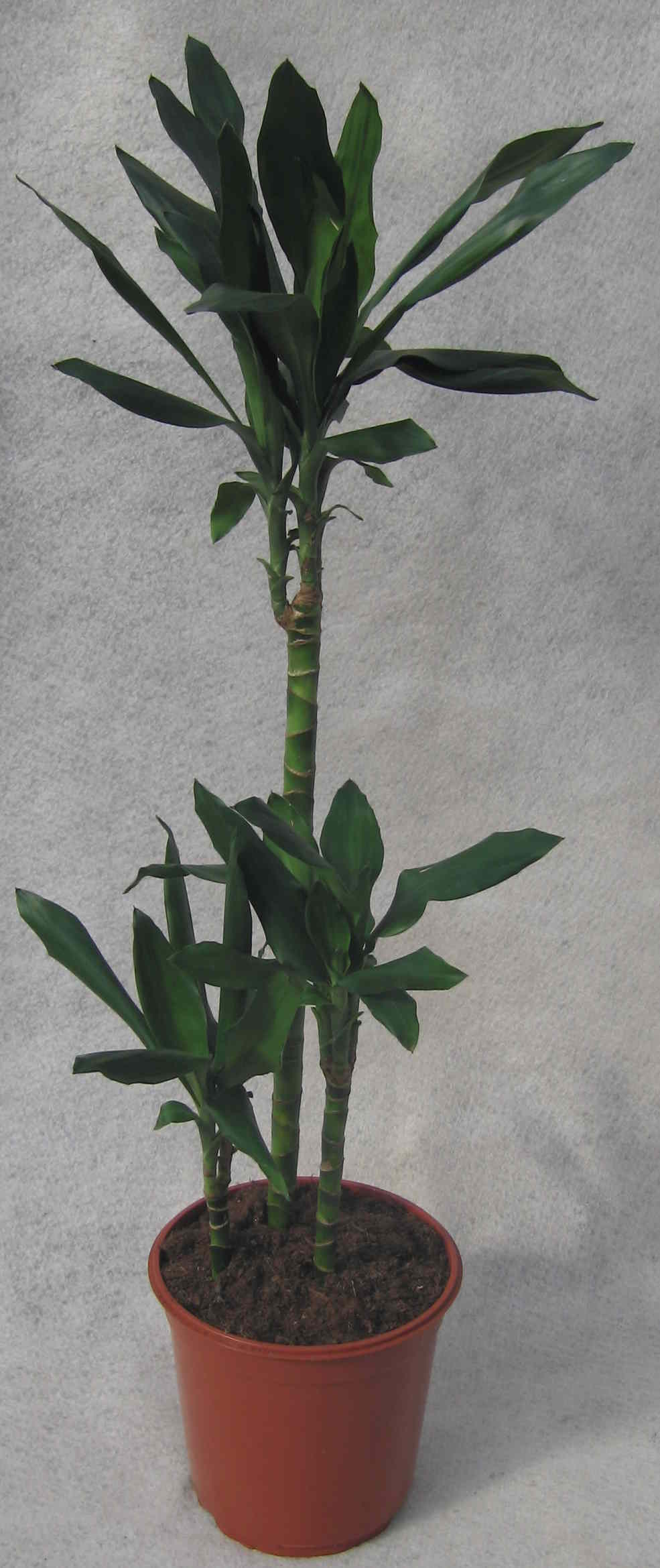 Dracaena Fragrans/Drekatré Janet Lind í 24cm pt.