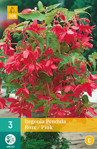 Begonia Pendula Pink 3stk. 4/5